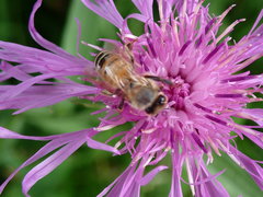 Apis mellifera
