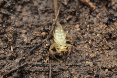 Centruroides elegans