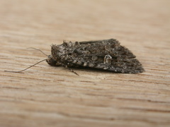 Condica aroana
