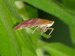 Pyrausta signatalis