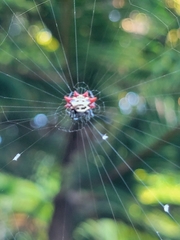Gasteracantha cancriformis