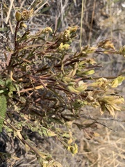 Orthocarpus luteus