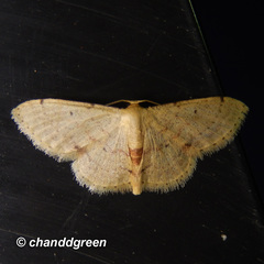 Idaea ptyonopoda