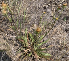 Pyrrocoma carthamoides