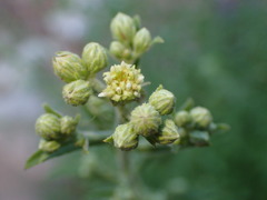Baccharis plummerae