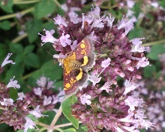 Pyrausta aurata