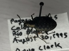 Opisthius richardsoni