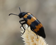 Mylabris variabilis
