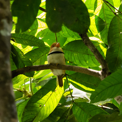 Bucco capensis
