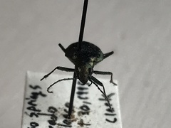 Opisthius richardsoni