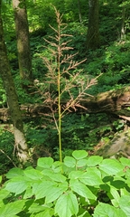 Astilbe biternata