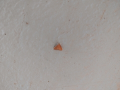 Pyrausta pseudonythesalis