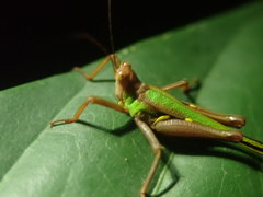 Scaria producta