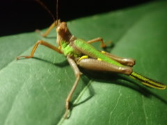 Scaria producta