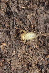 Centruroides elegans