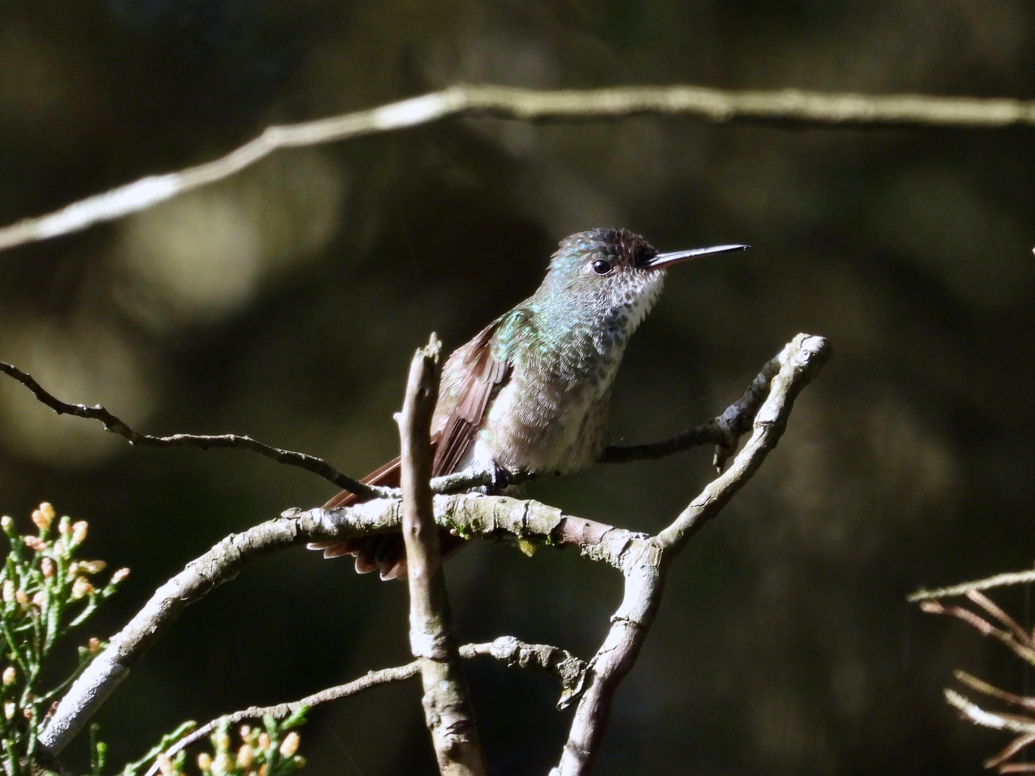 Azure-crowned Hummingbird illustration
