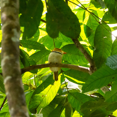 Bucco capensis