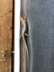 Plestiodon inexpectatus