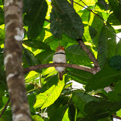 Bucco capensis