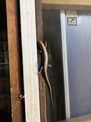 Plestiodon inexpectatus