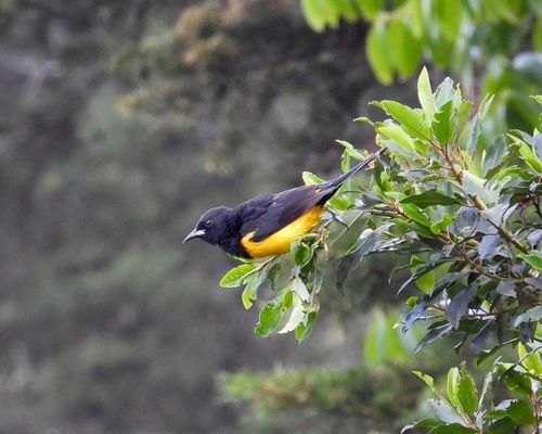 Black-vented Oriole (Icterus wagleri), photo 9