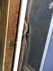 Plestiodon inexpectatus