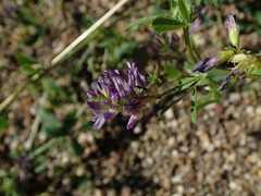 Medicago sativa sativa
