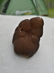 Gyromitra sphaerospora