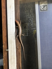 Plestiodon inexpectatus