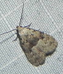 Hypenodes caducus