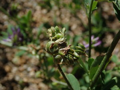 Medicago sativa sativa