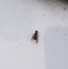 Pseudotephritina cribellum