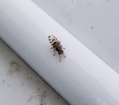Pseudotephritina cribellum