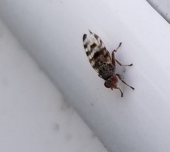 Pseudotephritina cribellum