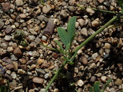 Medicago sativa sativa