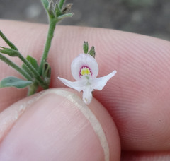 Carlowrightia torreyana