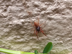 Trachelas volutus
