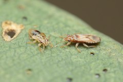 Thaumastocoris peregrinus