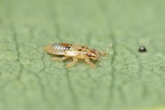 Thaumastocoris peregrinus