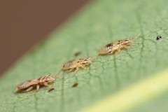 Thaumastocoris peregrinus