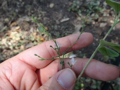 Carlowrightia torreyana