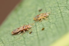 Thaumastocoris peregrinus