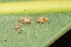 Thaumastocoris peregrinus