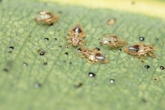 Thaumastocoris peregrinus