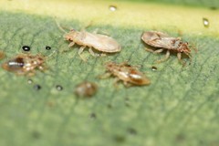 Thaumastocoris peregrinus