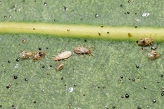 Thaumastocoris peregrinus