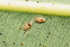 Thaumastocoris peregrinus