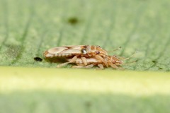 Thaumastocoris peregrinus