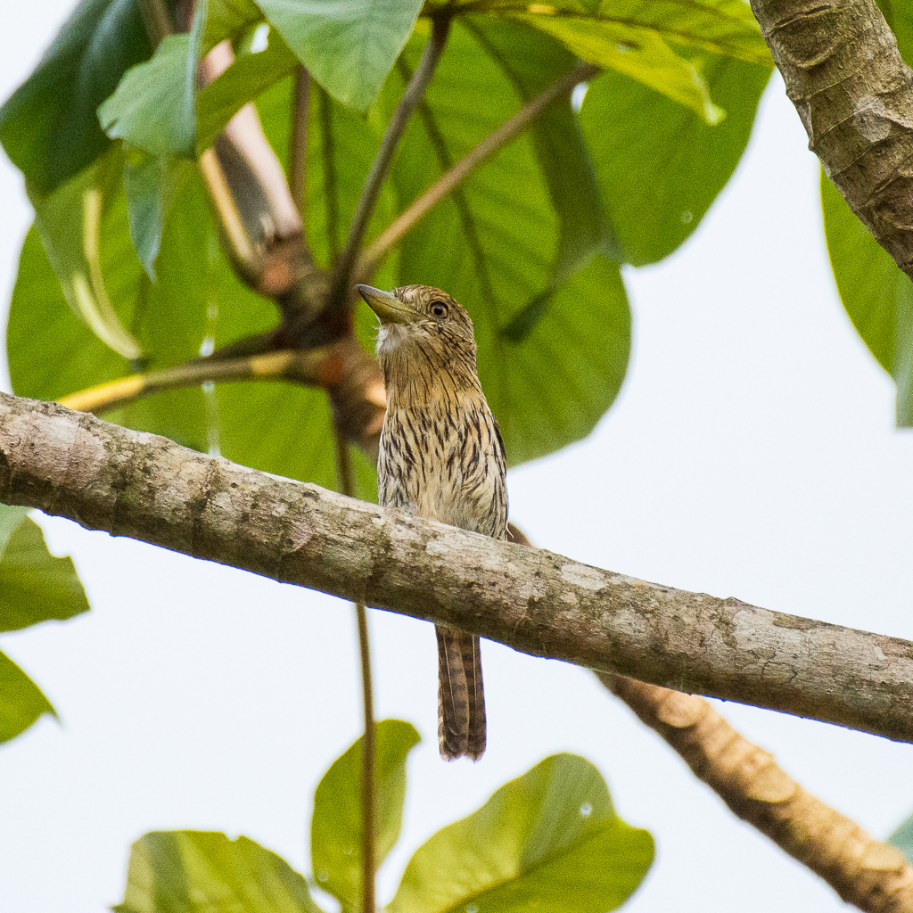 Eastern Striolated-Puffbird (torridus)