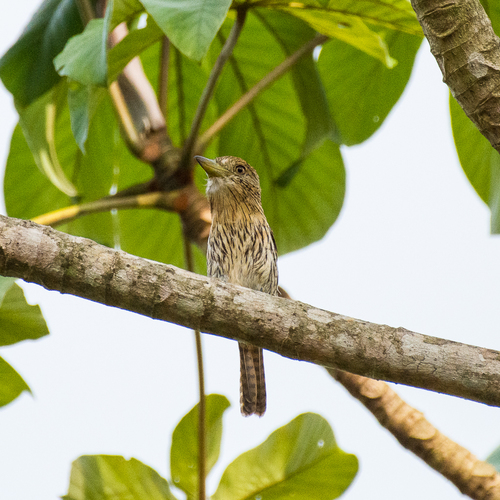 Eastern Striolated-Puffbird (torridus)